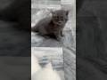 Kitten meowing cute persian blue grey shade