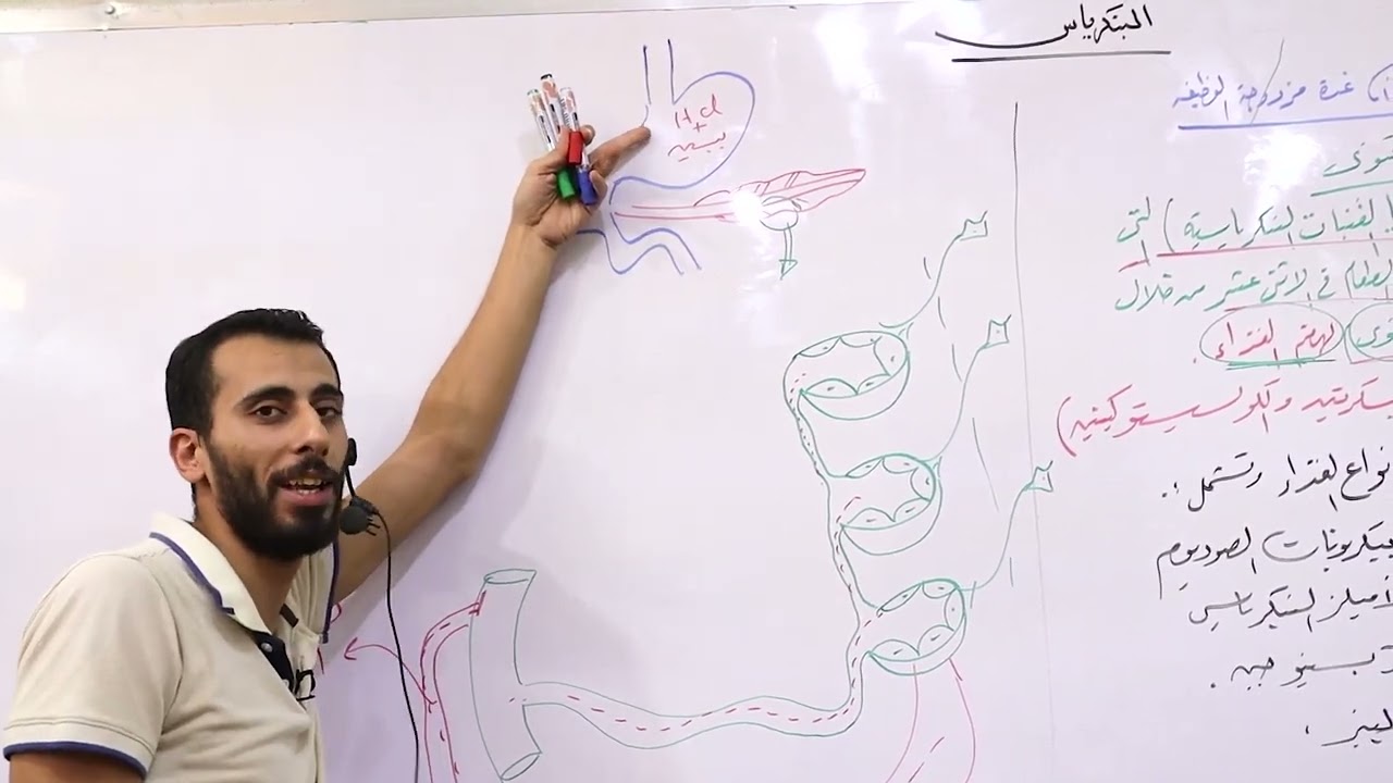 البنكرياس  احياء الصف الثالث الثانوي