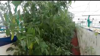 Aeroponics Cultivation - Green Chilly