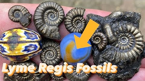 Luck At Lyme Regis For A Professional Fossil Collector.