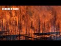 Forest Regenerates After Devastating Fires | Yellowstone | BBC Earth