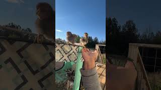 #Chicks # #Hatchlings #Summer2026 #Summer #Spring #Garden #Farmer #WorldWar #TractorSupply