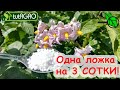 ГЛАВНАЯ ЛЕТНЯЯ ПОДКОРМКА КАРТОФЕЛЯ ДЛЯ КРЕПКИХ и ЗДОРОВЫХ КЛУБНЕЙ Вкусная картошка без гнили
