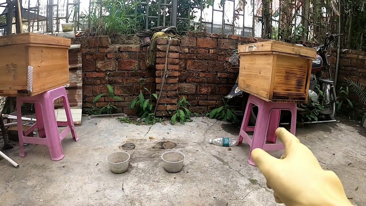 【真過癮】小夥把蜜蜂進行原地人工分蜂，把1箱蜂分成2箱，而且不會出現回蜂Bees Hunter: NEW Way to Manage your Own Beebox | Beekeeper 2020