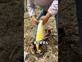 タケノコを必ず茹でる理由
