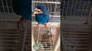 MASTERAN BURUNG TENGKEK BUTO SEREMM