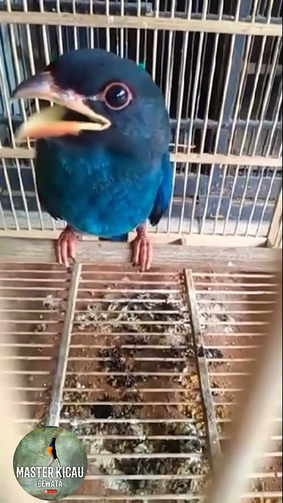 MASTERAN BURUNG TENGKEK BUTO SEREMM