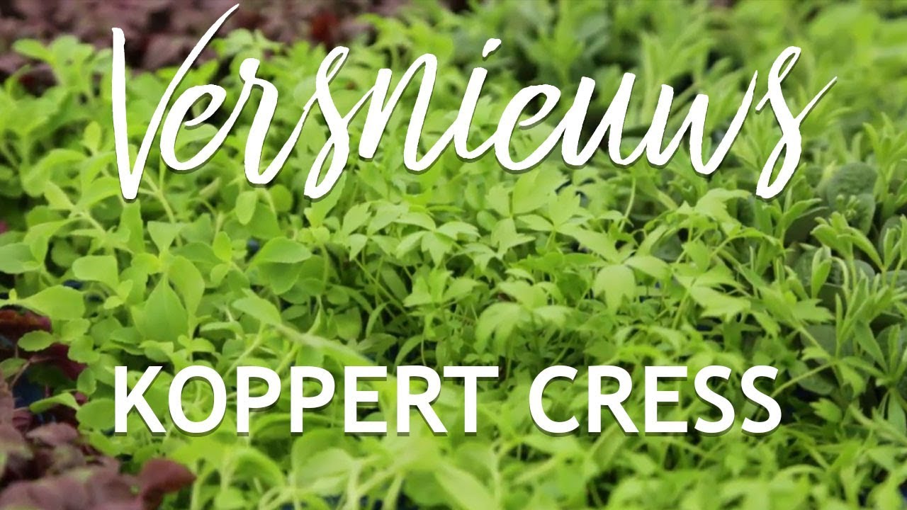 Garden Cress (BIO) - Koppert Cress