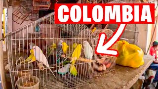 MERCADO DE PERIQUITOS ILEGAL EN COLOMBIA CON @zazzaelitaliano by Rincon Animal 2,282 views 2 weeks ago 10 minutes, 1 second