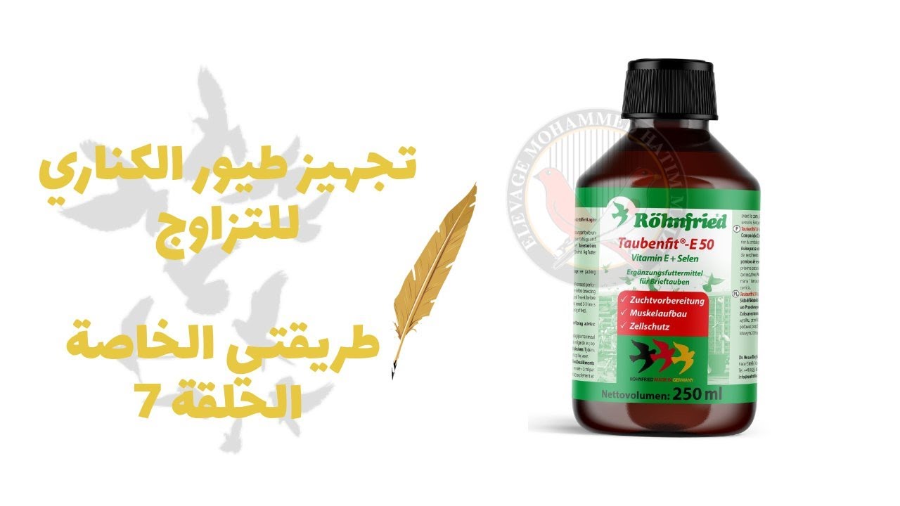 تجهيز طيور الكناري للتزاوج   طريقتي الخاصة الحلقة رقم PREPARATION DES CANARIS POUR LA REPRODUCTION T