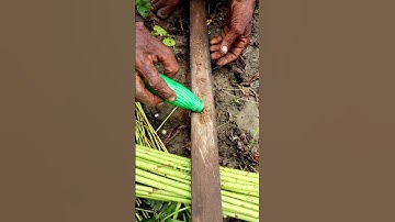 Oldest Way of Sharpening Sickle #shorts