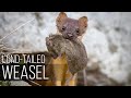 LONG-TAILED WEASEL is one of the larger and bloodthirsty weasels in North America