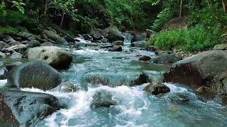Forest Ambience - Beautiful Stream Sounds for Peaceful Sleep, Rest,Focus Study, Medicine