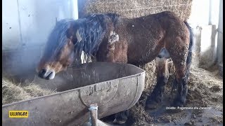 Koszmar zwierząt w Wodzisławiu Śląskim. „Skóra odchodziła od mięsa” (UWAGA! TVN)