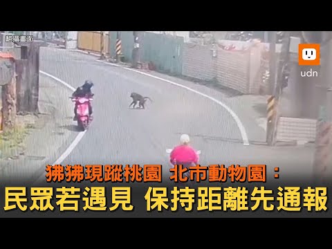 桃園街頭狒狒出沒 動物專家:凶性比猩猩大 勿近!