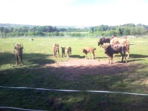 fota 自動車 Baby Boom for European Bisons.3gp