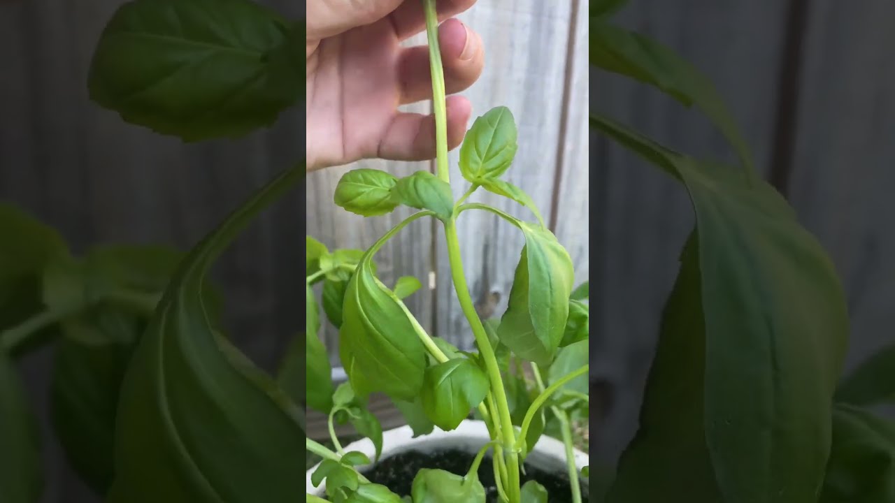 Basil Plant Care Is So Easy To Grow And Here S What You Need Do It Thrives 