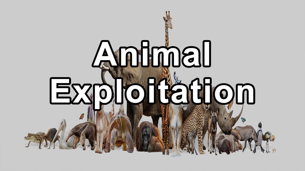 How Human and Animal Exploitation Is Interconnected - Brittany ...