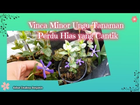 Vinca Minor Tanaman Penutup Tanah Sangat Mudah dirawat