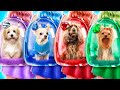 Emerald, Ruby, Diamond and Sapphire Dog! Jewelry Pets in Real Life