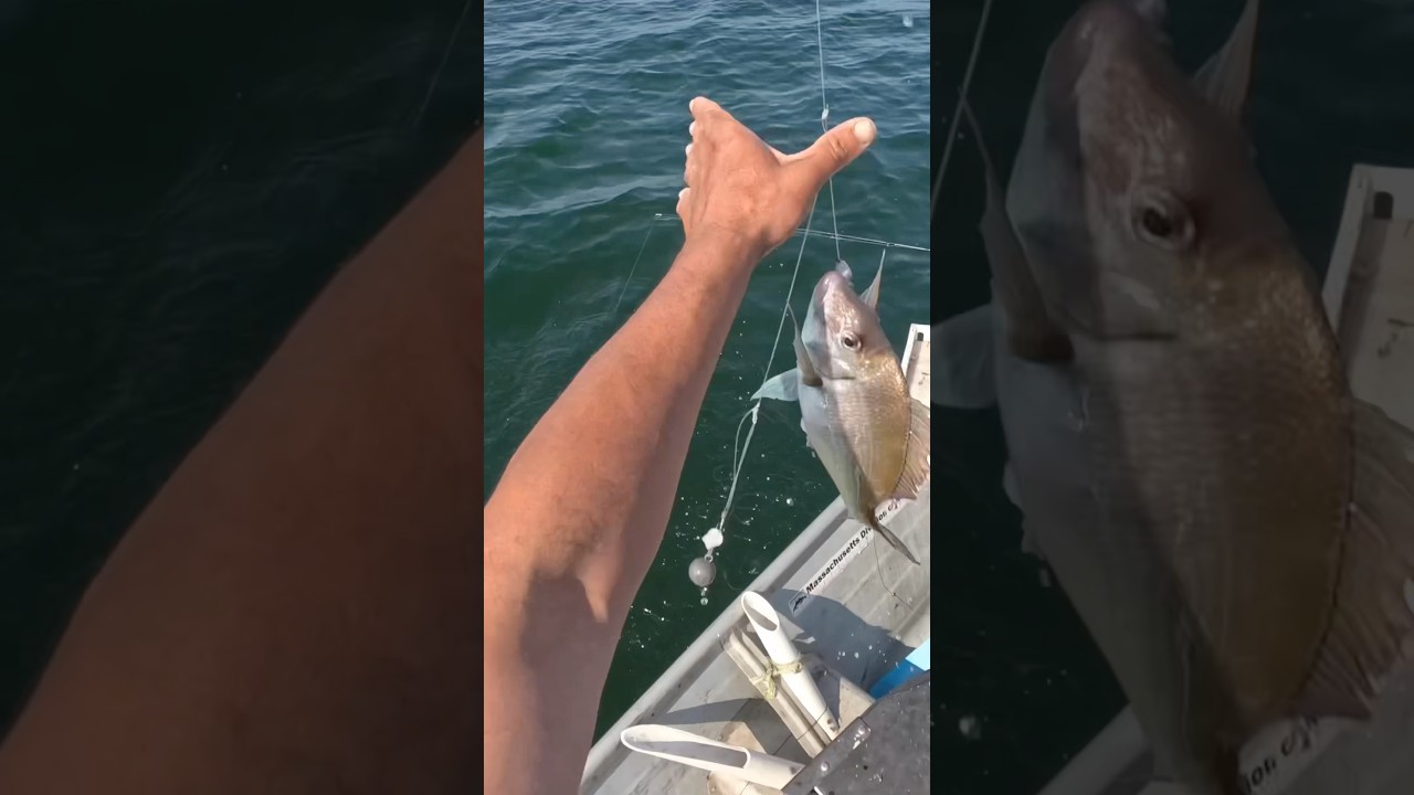 Scup. A little bony but tasty.