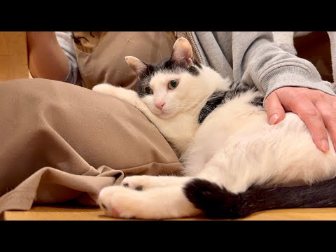 決断しました。