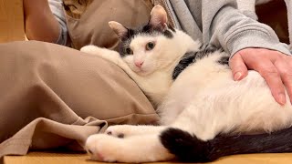 決断しました。