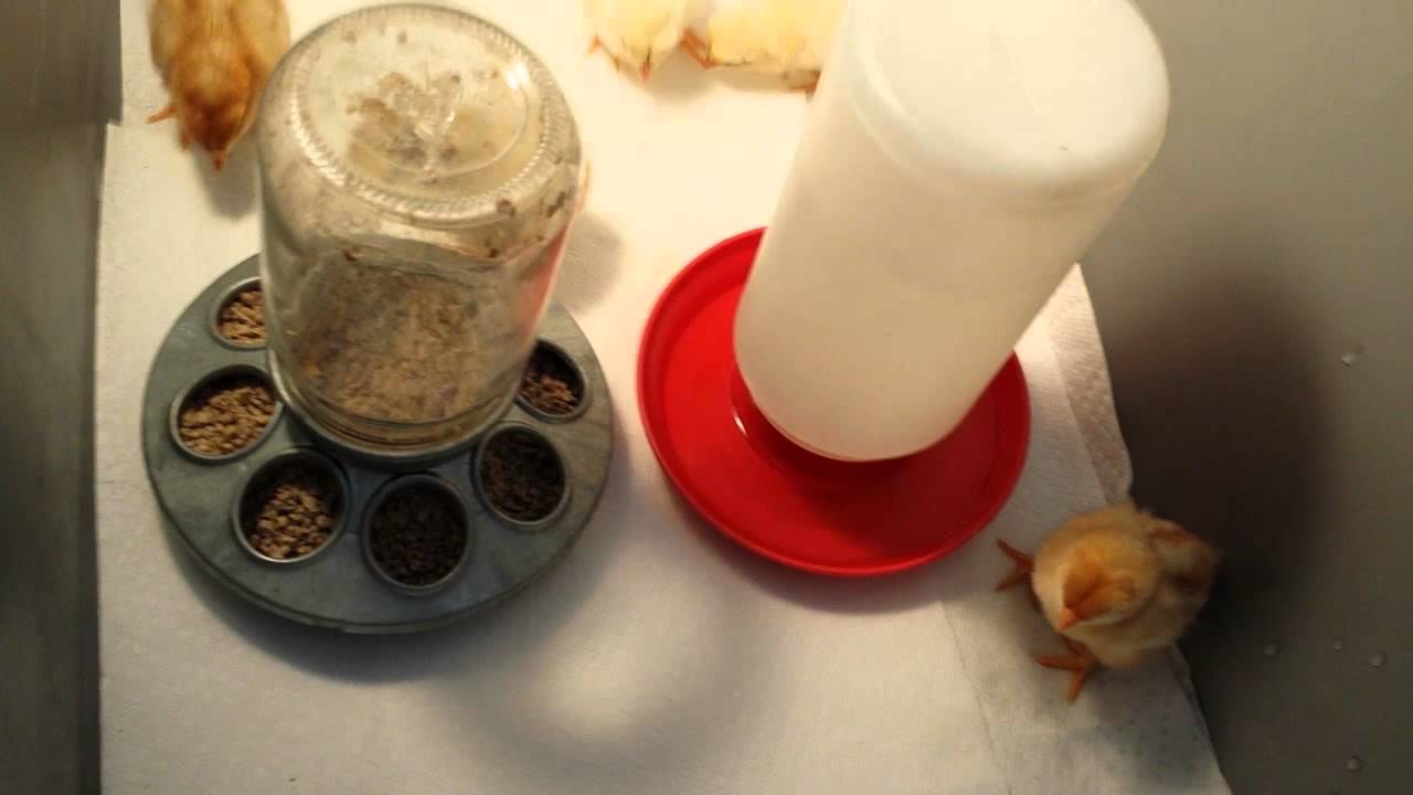 Diy brooder box for day old chicks - YouTube