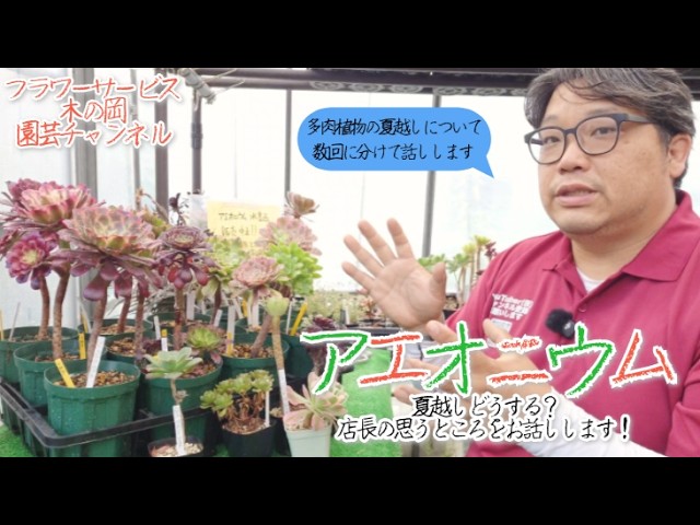 アエオニウムの夏超しについてお話しします！ついでに冬にはトップ