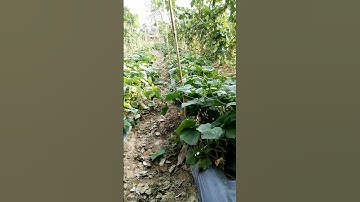 खीरा और घेवाड़ा की खेती एकसाथ ll SABJIKHETI47 #farming #shorts