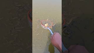 Catch Fish Using A Netfishing