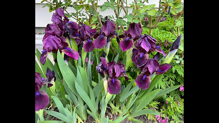 Flower Garden Tour (May): Everyone Can Grow a Gard...