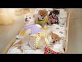 So Cute! Adorable Shiba Inu Puppies Having Fun Together /可愛すぎる！おしゃれ柴犬パピーたちの楽しい時間