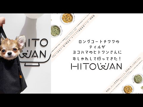 【ロングコートチワワ】チワワのティルくんヒトワンで初めての絶品グルメ！【小型犬】