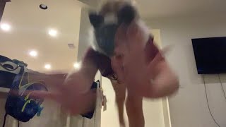 Introducing Ourselves A Therian