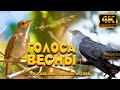 Голоса Весны Пение Соловья И Кукушки Улучшат Ваш Сон Видео Природы 4K Звуки Природы ASMR 
