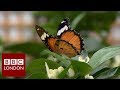 Tropical butterflies in london  bbc london news