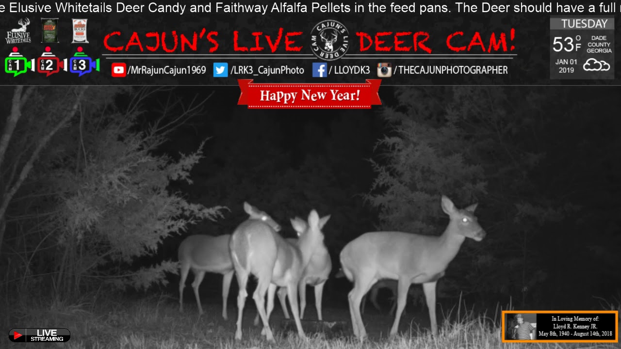 LIVE Doe Party Cajun's Live Deer Cam Deer Cam Jan. 1st, 2018