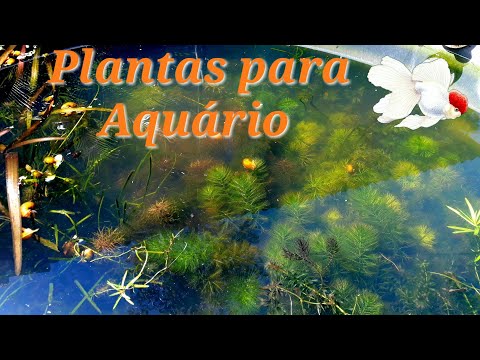 Vídeo: Como Cultivar Plantas De Aquário