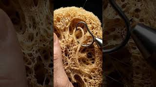 T Hook Pulling Sponge Fiber 😮#shorts #asmr #satisfying #macro #macroasmr