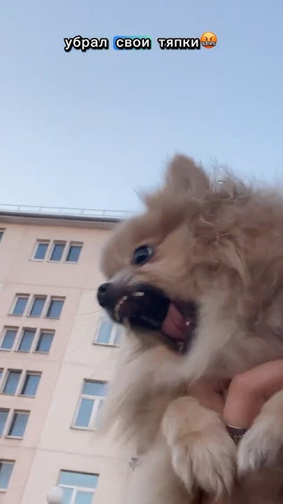 Убрал свои ТЯПКИ!🤬 #pomeranian #шпиц #померанскийшпиц #смешныеживотные ...