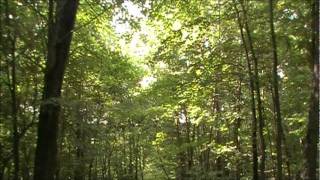 SydeKiK in the Woods of Kentucky