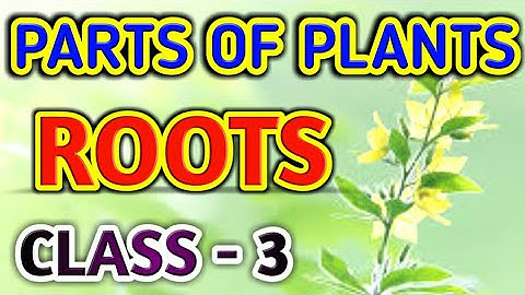 Parts Of Plants || Class 3 SCIENCE