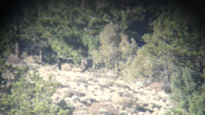 Colorado Rifle Mule Deer Hunting  with Colburn and Scott Outfitters