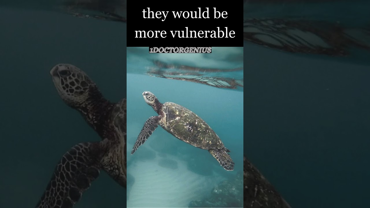 Why turtles have shells?1DoctorGenius SMARTRIVIA @C@R