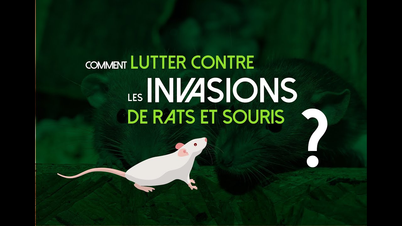 Piège Souris Vivante | Anti Souris Efficace | Attrape Souris Contre Les  Rongeurs Et Mulot | Protection Et Anti-nuisibles Pour Jardin Exterieur Ou