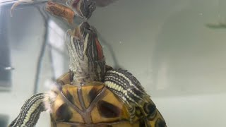 Red Eared Slider Feeding Guide (What to feed and how much/often)
