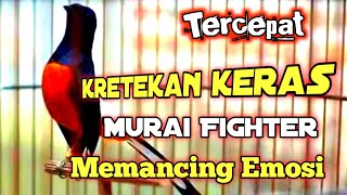 Kretekan Keras Murai Memancing Emosi 🔴 Pancingan Emosi Murai Fighter @tlbentengkicau