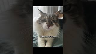 Cat Reveal The Other Ones Fat