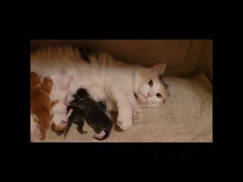 The Kitten Chronicles